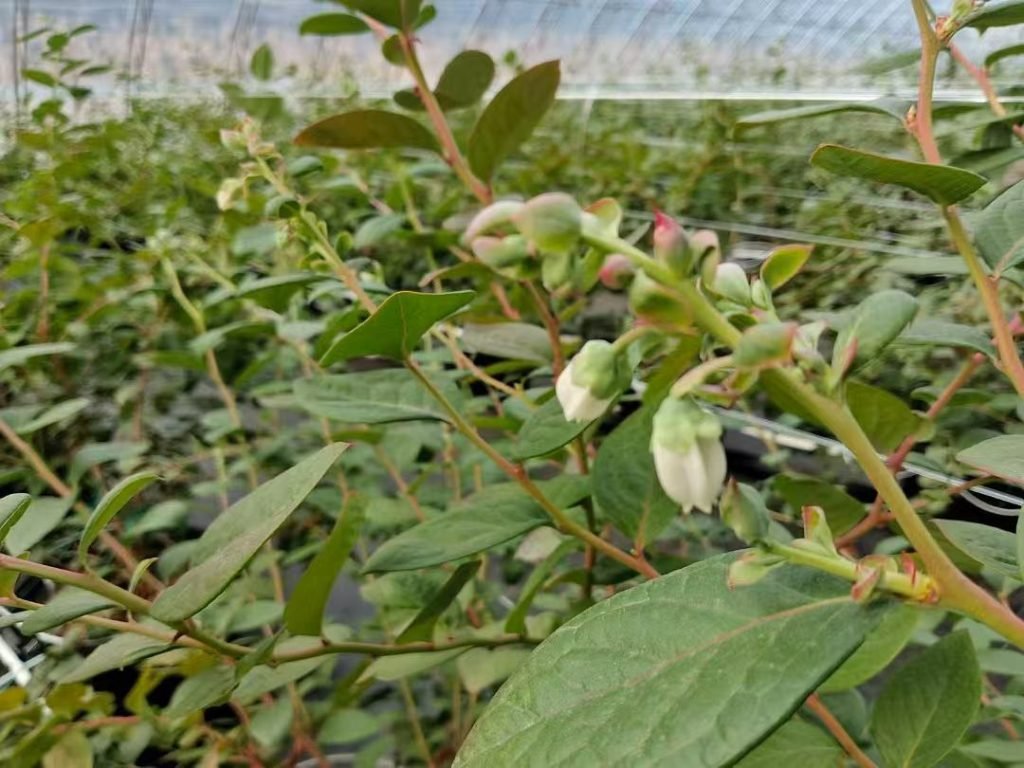 2.2mm Polyester Wire for Blueberry Trellis