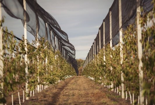 Anti-Bird Net over Orchard Rows