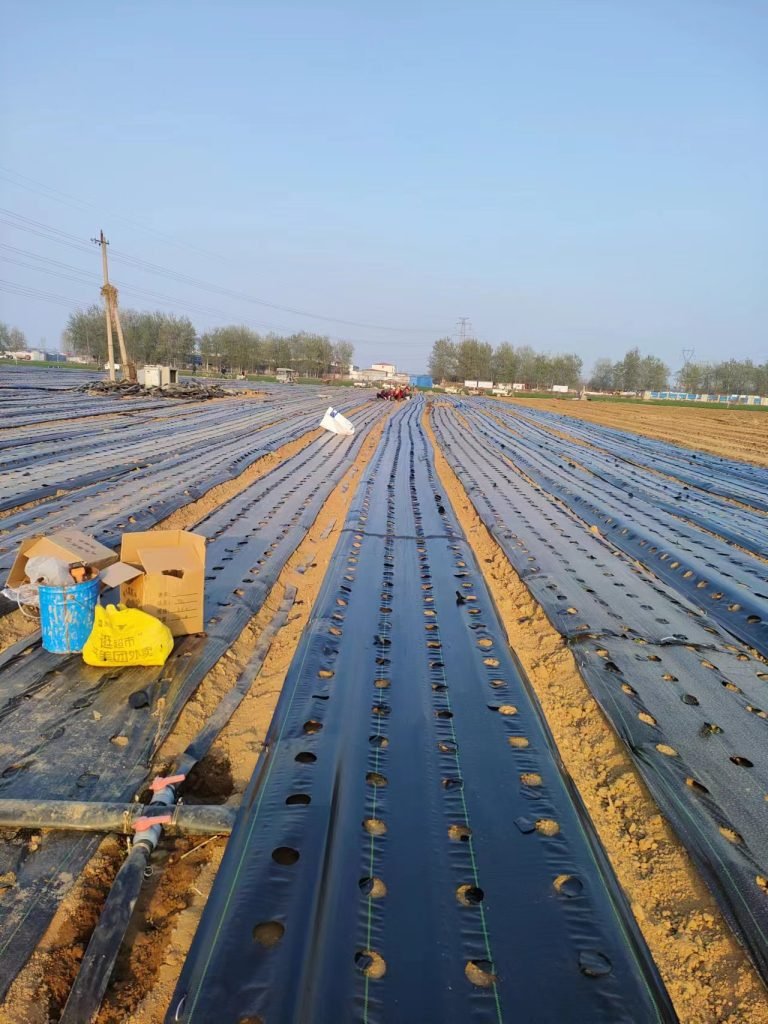 Field Coverage with Custom Weed Fabric
