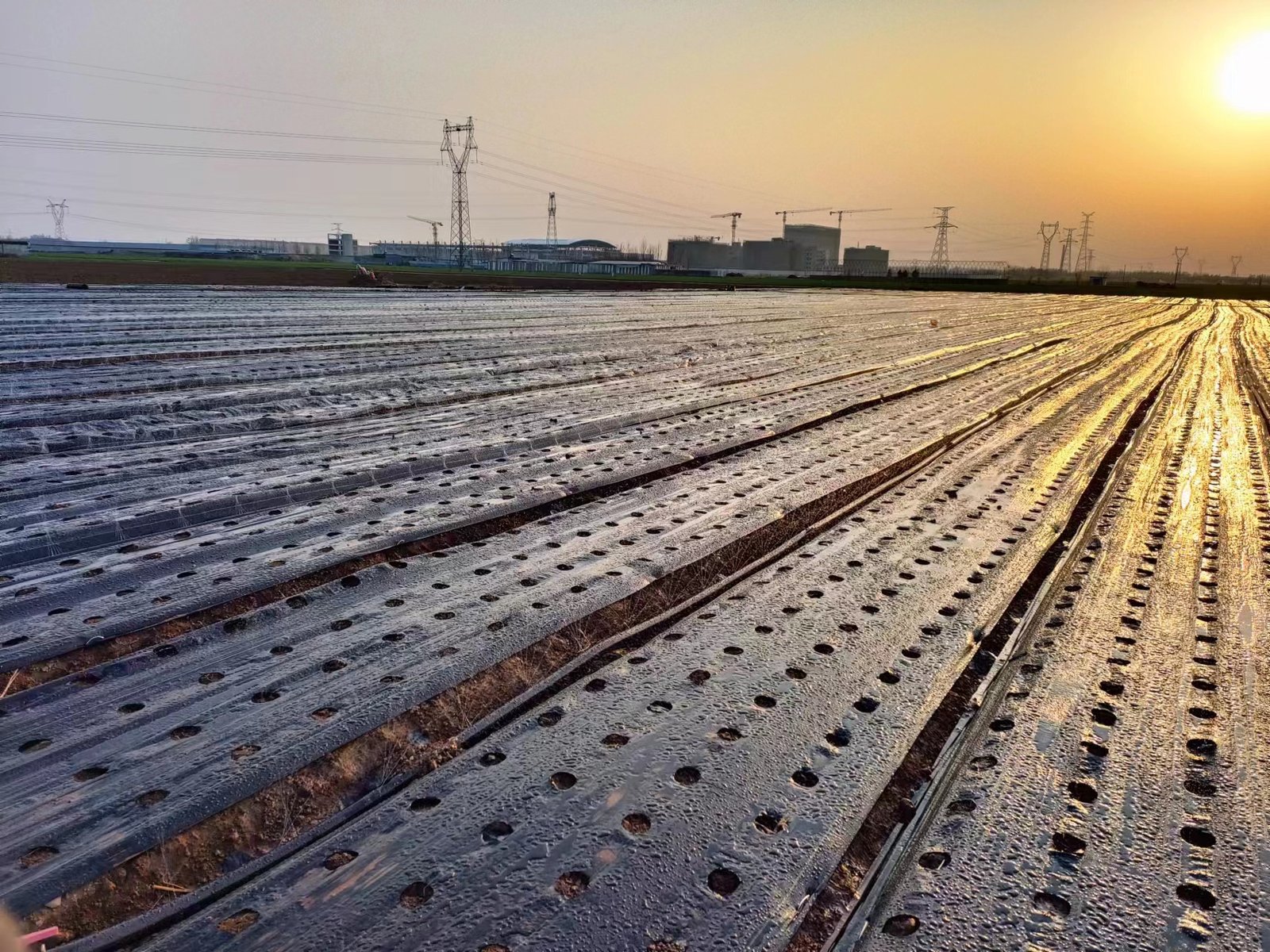 Hongguan agricultural materials in the field