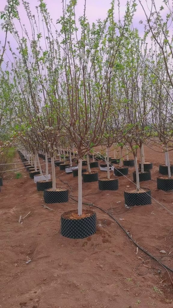 Root Containers in Container Nursery