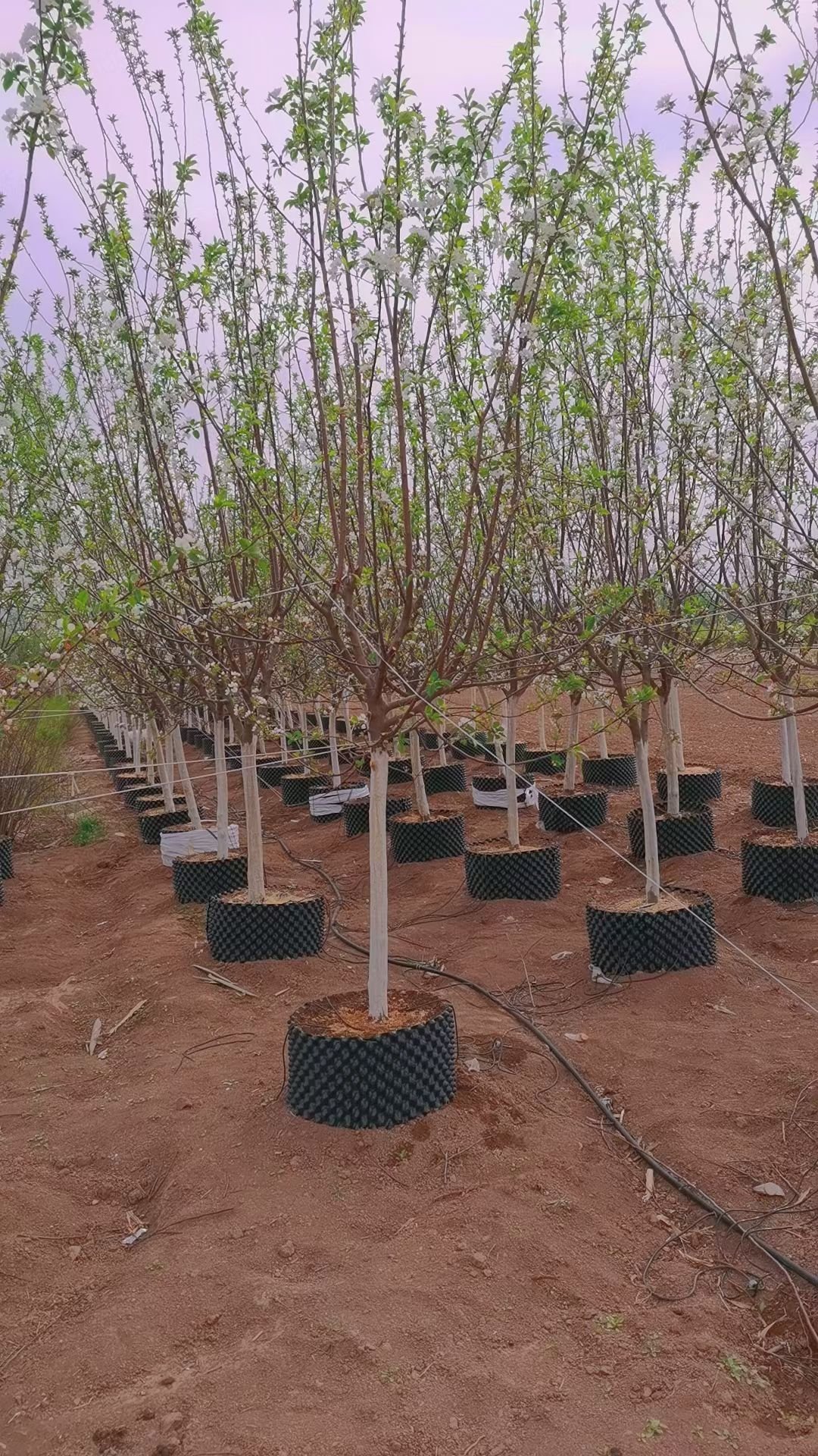 Root Containers in Container Nursery