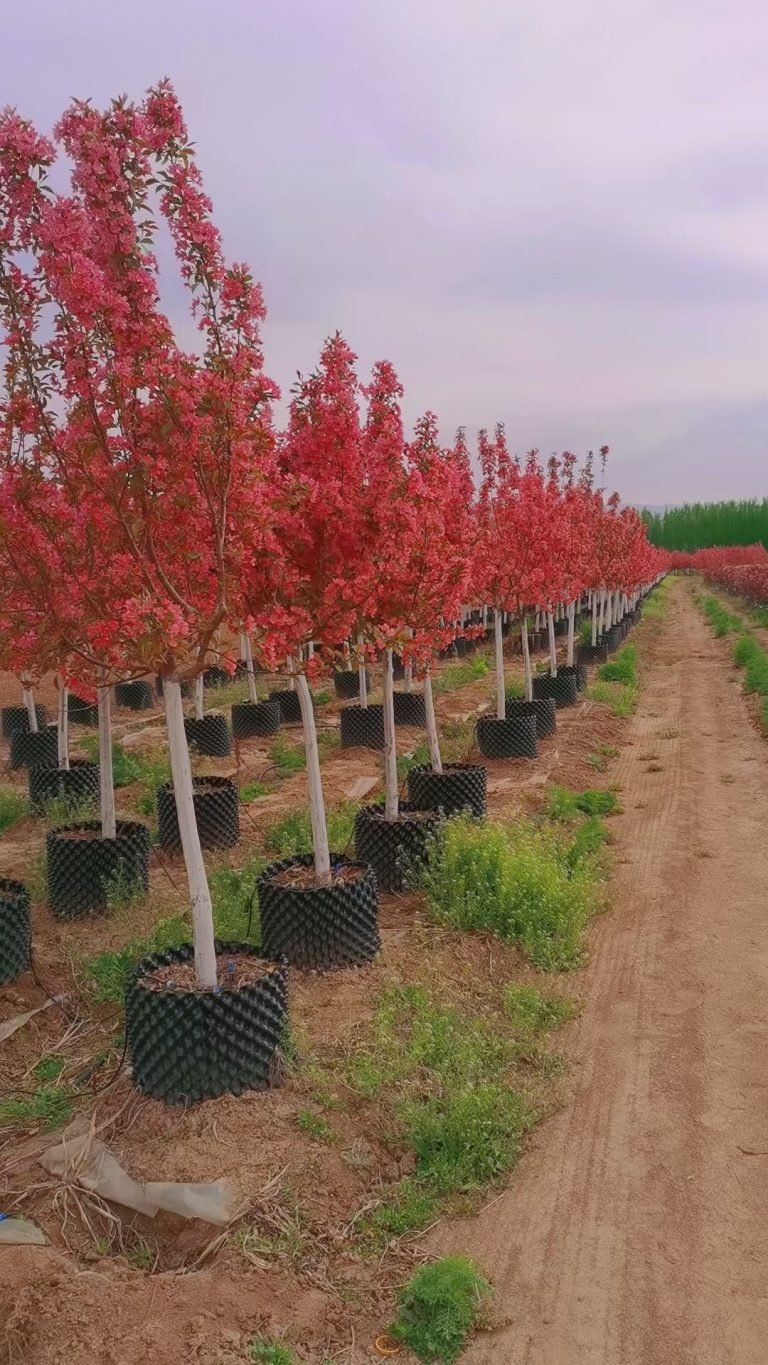 The Science Behind Air-Pruning Root Containers